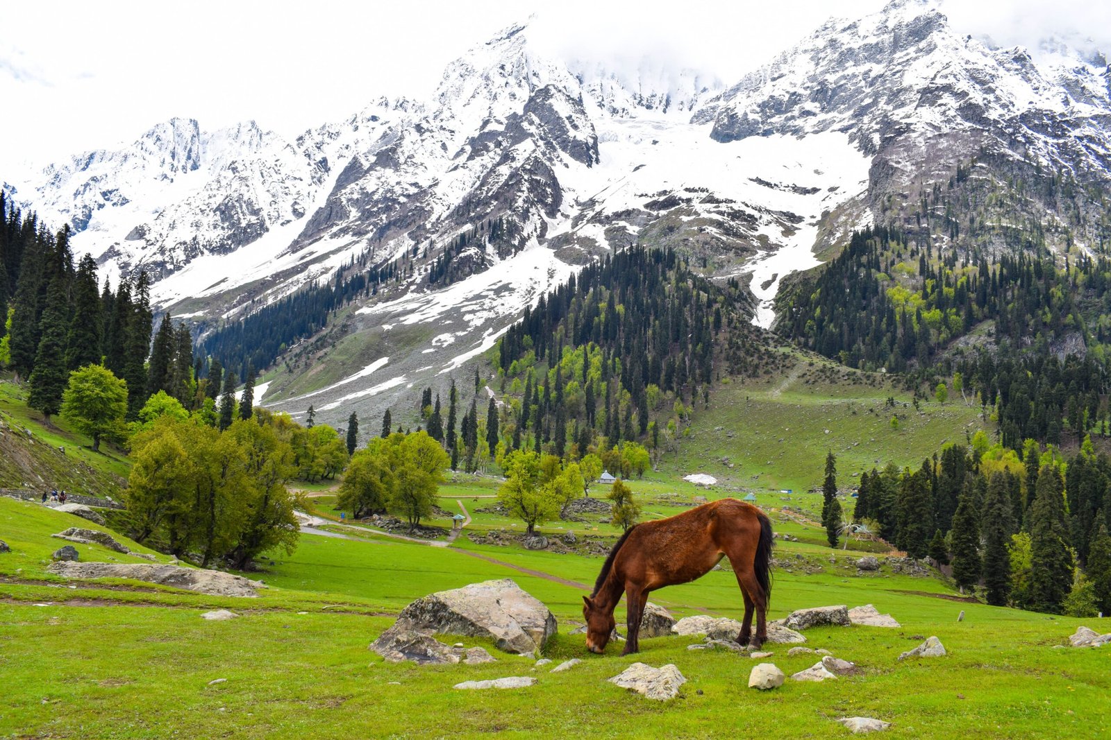 brown horse on green grass field near snow covered mountain during daytime